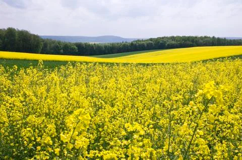 Rapeseed Fields Stock Photos