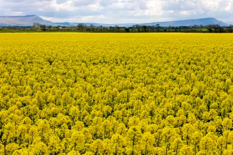 Rapeseed fields Stock Photos