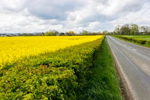 Rapeseed fields Stock Photos