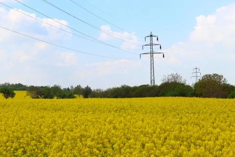 Rapeseed fields Stock Photos
