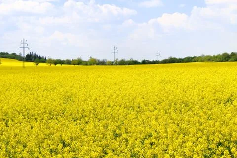 Rapeseed fields Stock Photos