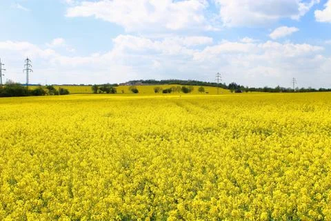 Rapeseed fields Stock Photos