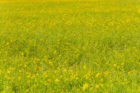 Rapeseed fields in the plain of the River Esla, in Leon Province, Spain Stock Photos