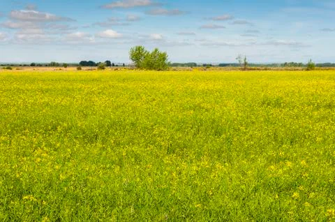 Rapeseed fields in the plain of the River Esla, in Leon Province, Spain Stock Photos