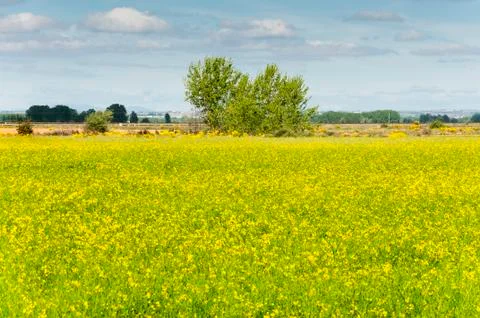 Rapeseed fields in the plain of the River Esla, in Leon Province, Spain Stock Photos