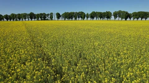 Rapeseed fields in Poland. Stock Footage 155292410