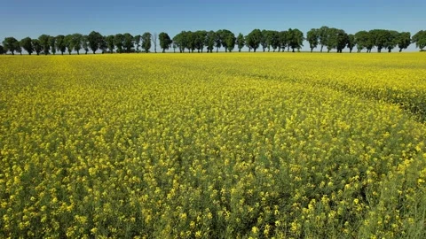 Rapeseed fields in Poland. Stock-Footage 155292433