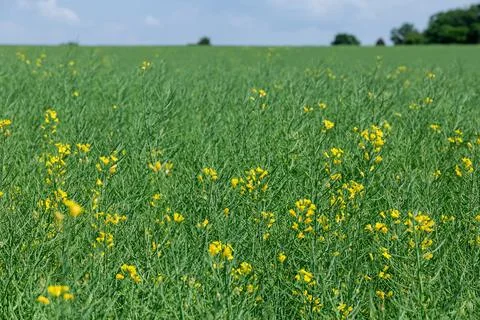 Rapeseed fields provide an important source of oil for cooking and other uses. Stock Photos