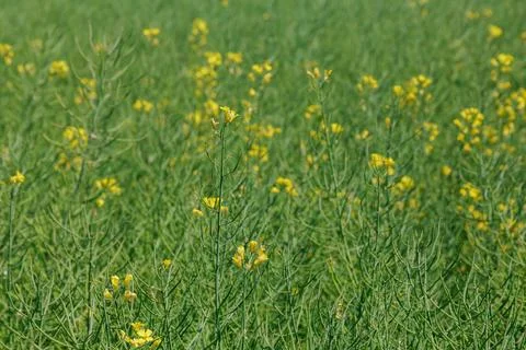 Rapeseed fields provide an important source of oil for cooking and other uses. Stock Photos