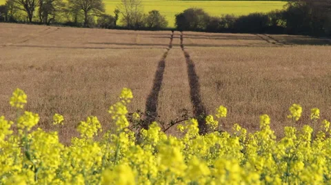 Rapeseed fields with tyre tracks in focus Stock Footage 39350391