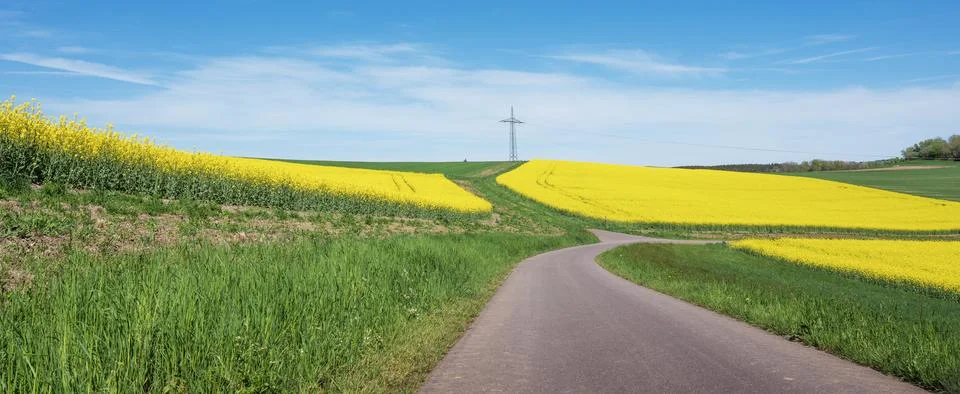 Rapeseed fields under blue sky in rural landscape in german national park o.. Stock Photos