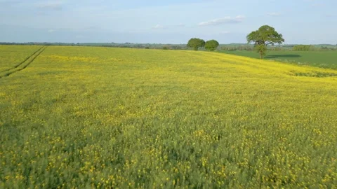 Rapeseed fields with yellow flowers blooming, British farming Stock Footage 275900766