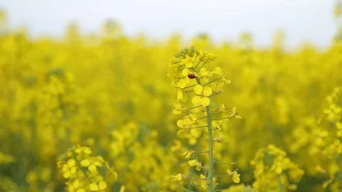 Rapeseed flower close-up Stock Footage 74970264