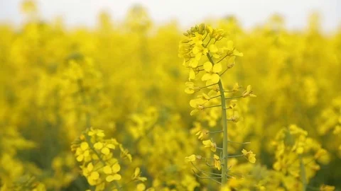 Rapeseed flower close-up Stock Footage 74970485