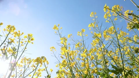 Rapeseed Flower Field in Full Yellow Bloom Captured from a Low Upward Angle Stock Footage 333044243