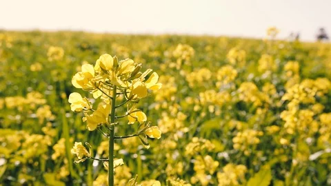 Rapeseed flower in field in spring Stock Footage 128506349