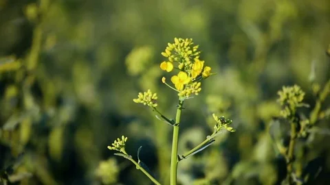 Rapeseed flower 動画素材 74047201
