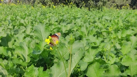 Rapeseed flower Stock Footage 265011865