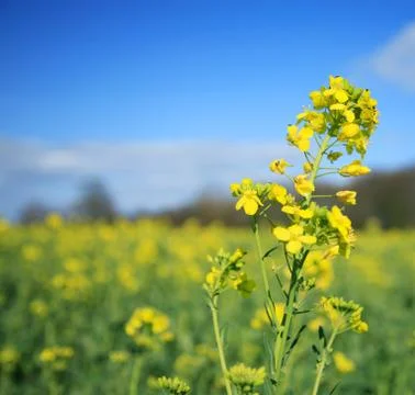 Rapeseed flower Foto stock
