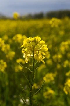 Rapeseed flower 스톡 사진