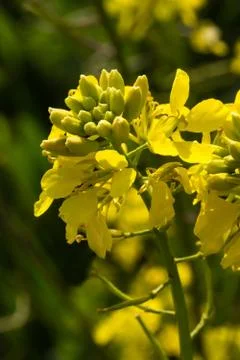 Rapeseed flower Stock-Fotos