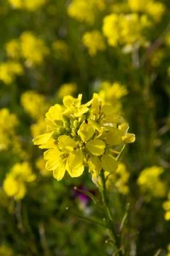 Rapeseed flower Stock-Fotos