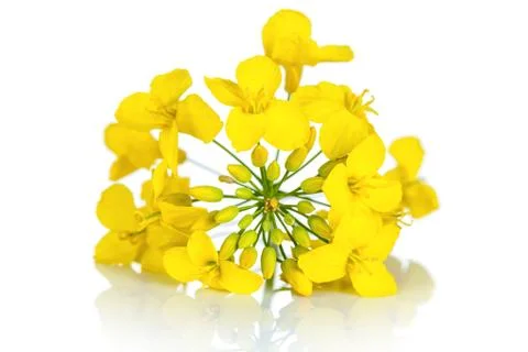 Rapeseed flower Stock Photos