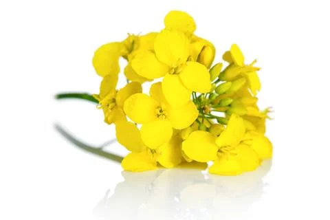 Rapeseed flower Stock Photos
