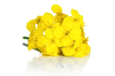 Rapeseed flower Stock Photos