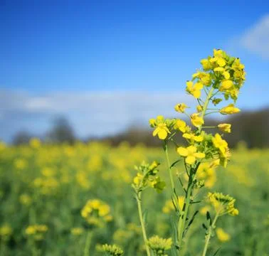 Rapeseed flower Stock Photos