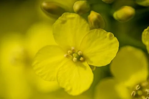Rapeseed Flower Fotos Stock