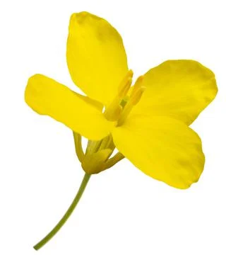 Rapeseed flower Stock Photos