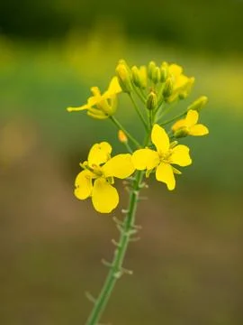 Rapeseed flower stem with buds macro close-up spring garden Stock-Fotos