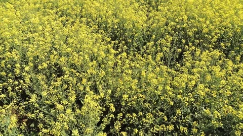 Rapeseed in flowering Video stock 106720265