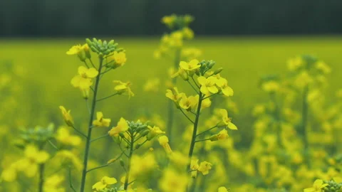 Rapeseed flowering Stock-Footage 199380484