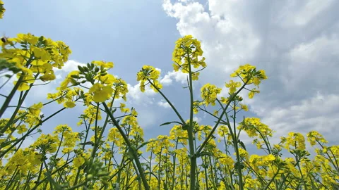 Rapeseed Flowers and Flowing Clouds 스톡 동영상 327547370