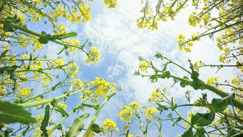 Rapeseed Flowers and Flowing Clouds Video stock 327547489