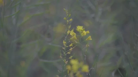 Rapeseed flowers, bees flying, gathering honey Stock Footage 235718331