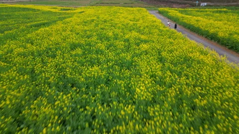 Rapeseed Flowers Blooming Across Fields in Spring 4K Stock Footage 320155927