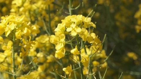 Rapeseed Flowers Blossom Video stock 107190032