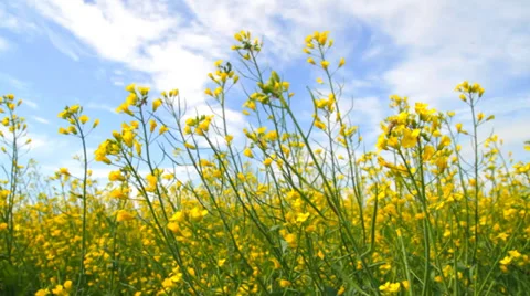 Rapeseed Flowers Blossoms Stock Footage 37089639