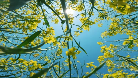 Rapeseed flowers on a blue sky background Stock Footage 246044728