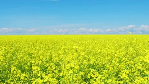 Rapeseed flowers close up. Bright yellow blooming rapeseed growing in Stock Footage
