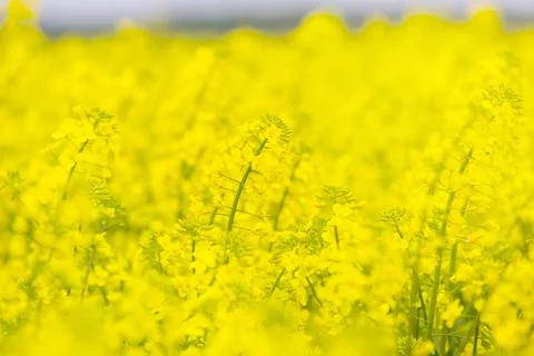 Rapeseed flowers close-up Stock-Fotos
