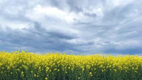 Rapeseed  flowers field with dramatic sky colorful rapeseed crops 2022 Stock Footage 188540413
