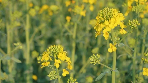Rapeseed flowers at the field Video stock 106957505