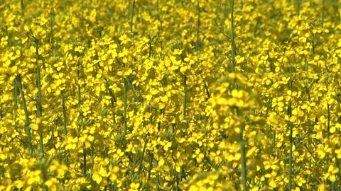 Rapeseed flowers on a field in spring Stock Footage 154165659