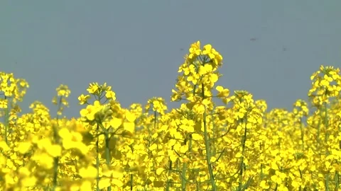 Rapeseed flowers on a field in spring Stock Footage 154165660