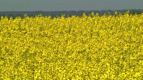 Rapeseed flowers on a field in spring Stock Footage 154165661