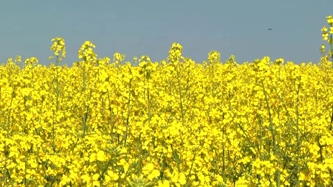 Rapeseed flowers on a field in spring Stock Footage 154165662